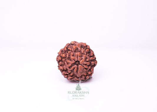 6 Mukhi Indonesian Rudraksha - 0611