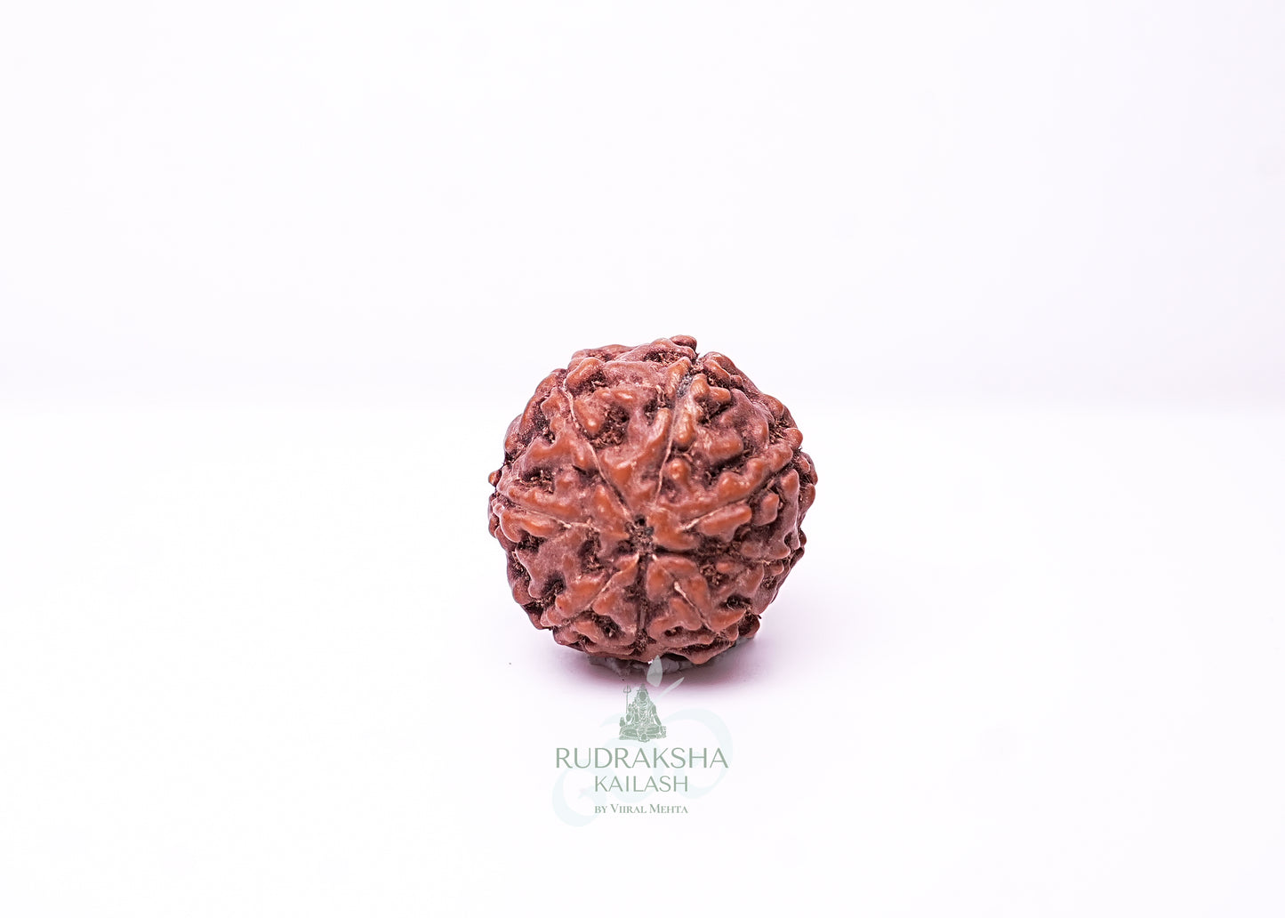 6 Mukhi Indonesian Rudraksha - 0611