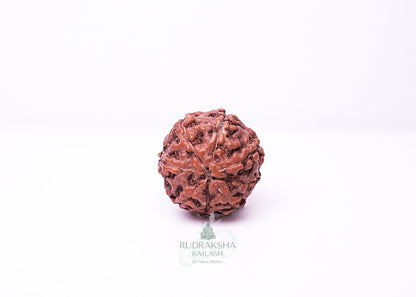 6 Mukhi Indonesian Rudraksha - 0611
