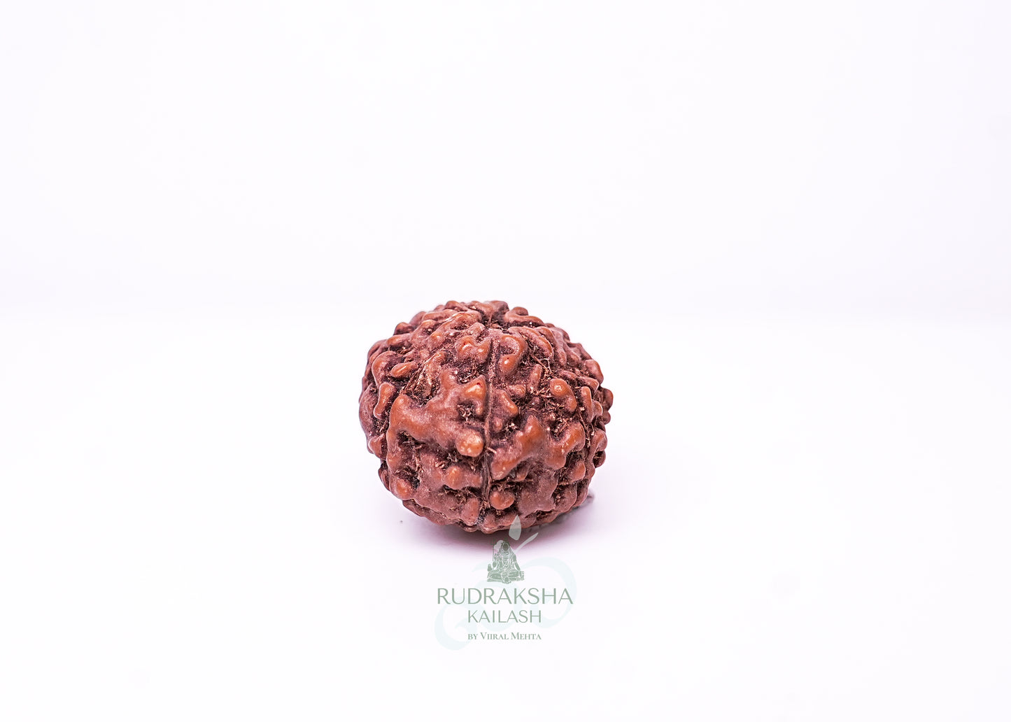 6 Mukhi Indonesian Rudraksha - 0611