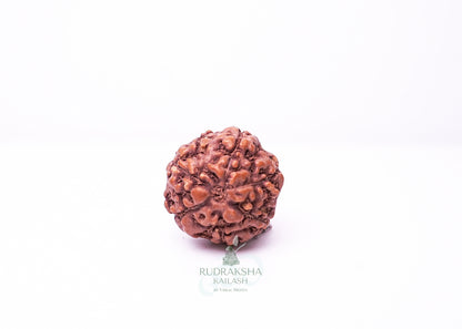 6 Mukhi Indonesian Rudraksha - 0612