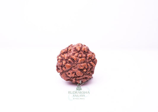 6 Mukhi Indonesian Rudraksha - 0612
