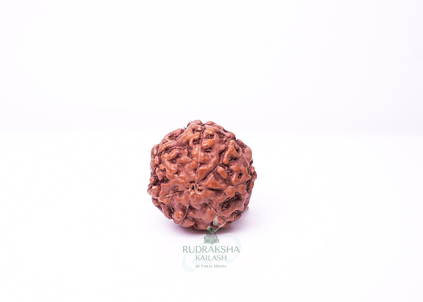6 Mukhi Indonesian Rudraksha - 0612