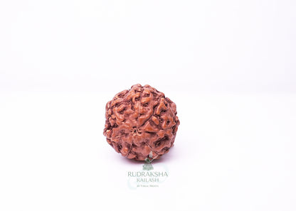 6 Mukhi Indonesian Rudraksha - 0612