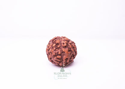 6 Mukhi Indonesian Rudraksha - 0612