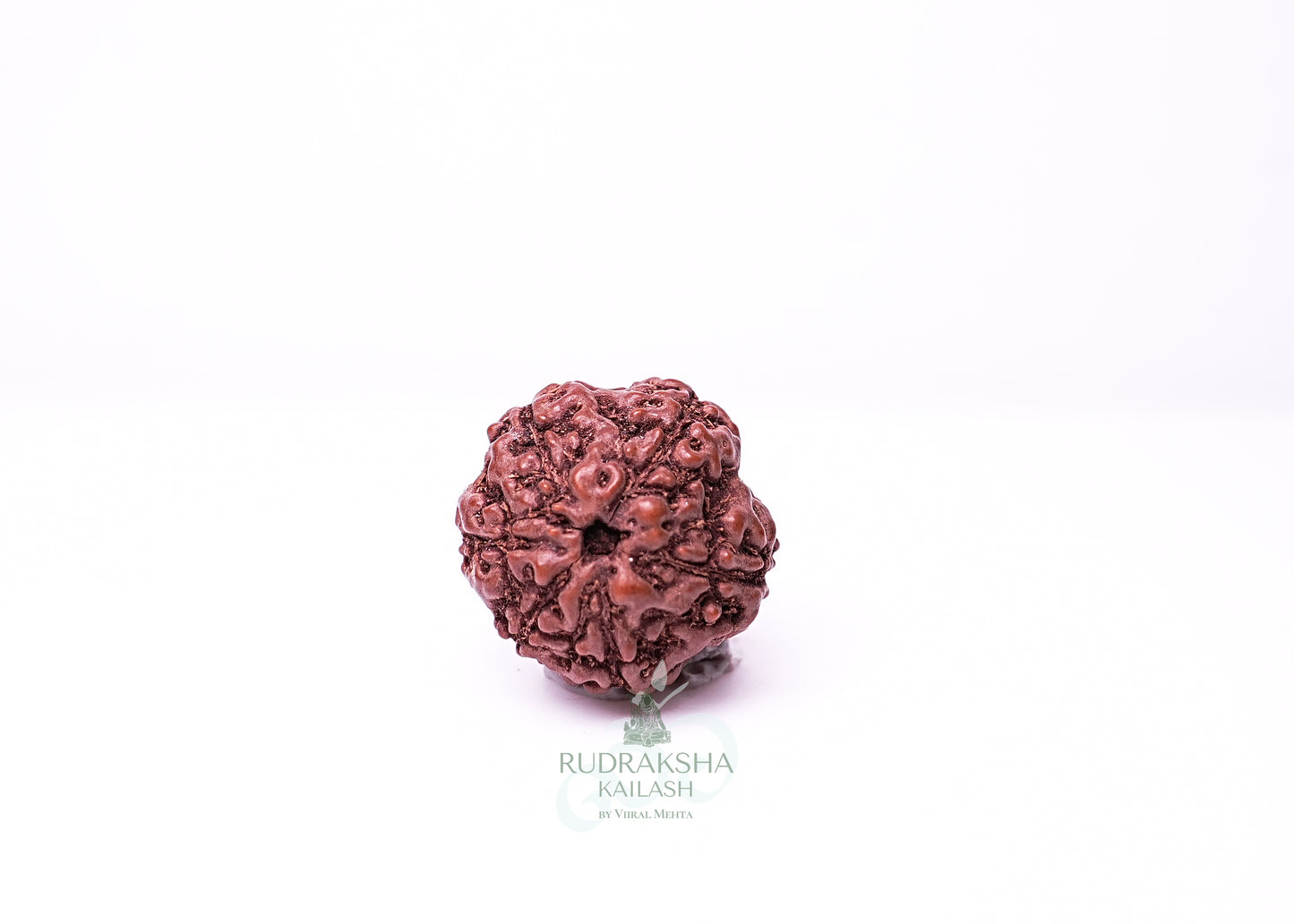 6 Mukhi Indonesian Rudraksha - 0613