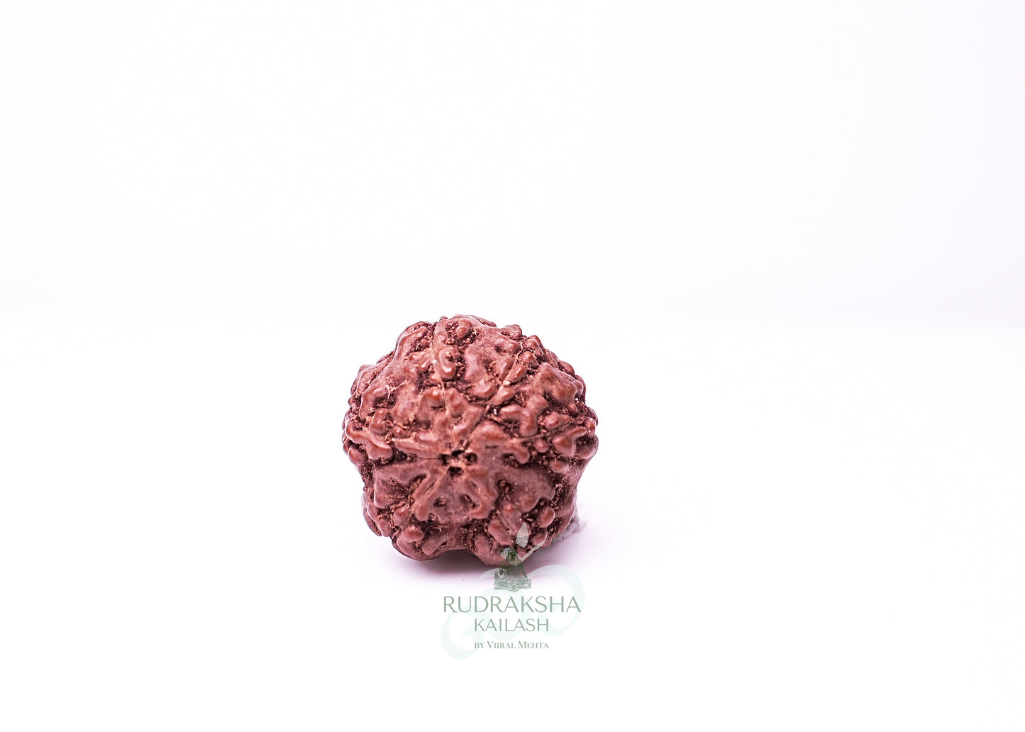 6 Mukhi Indonesian Rudraksha - 0613