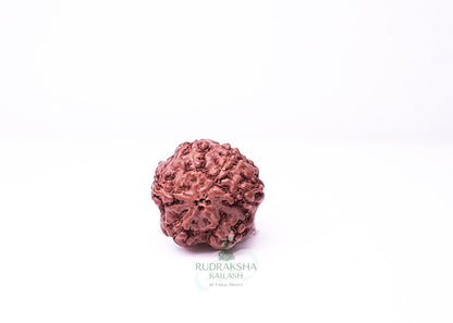 6 Mukhi Indonesian Rudraksha - 0613