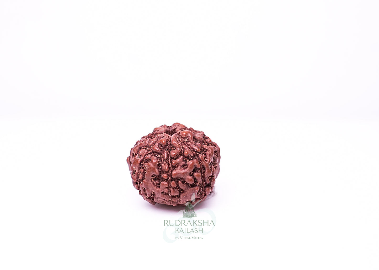 6 Mukhi Indonesian Rudraksha - 0613