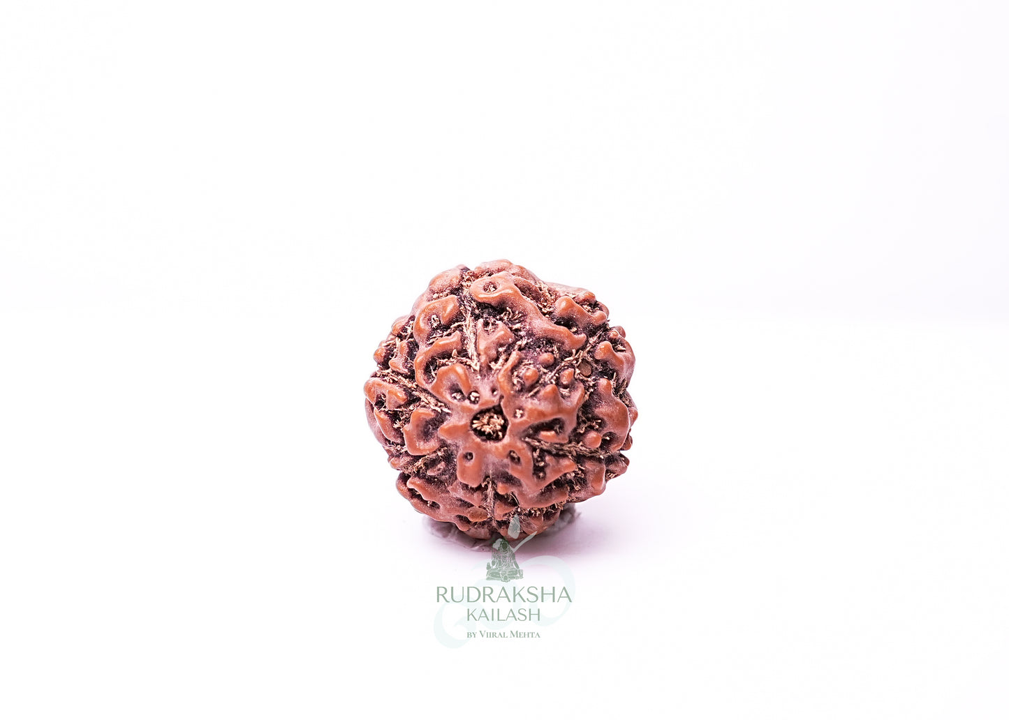6 Mukhi Indonesian Rudraksha - 0614