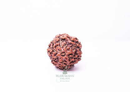 6 Mukhi Indonesian Rudraksha - 0614