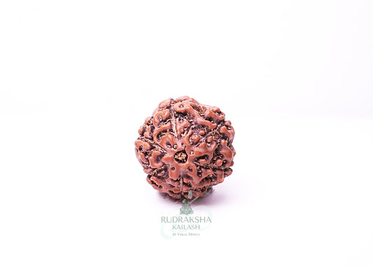 6 Mukhi Indonesian Rudraksha - 0614