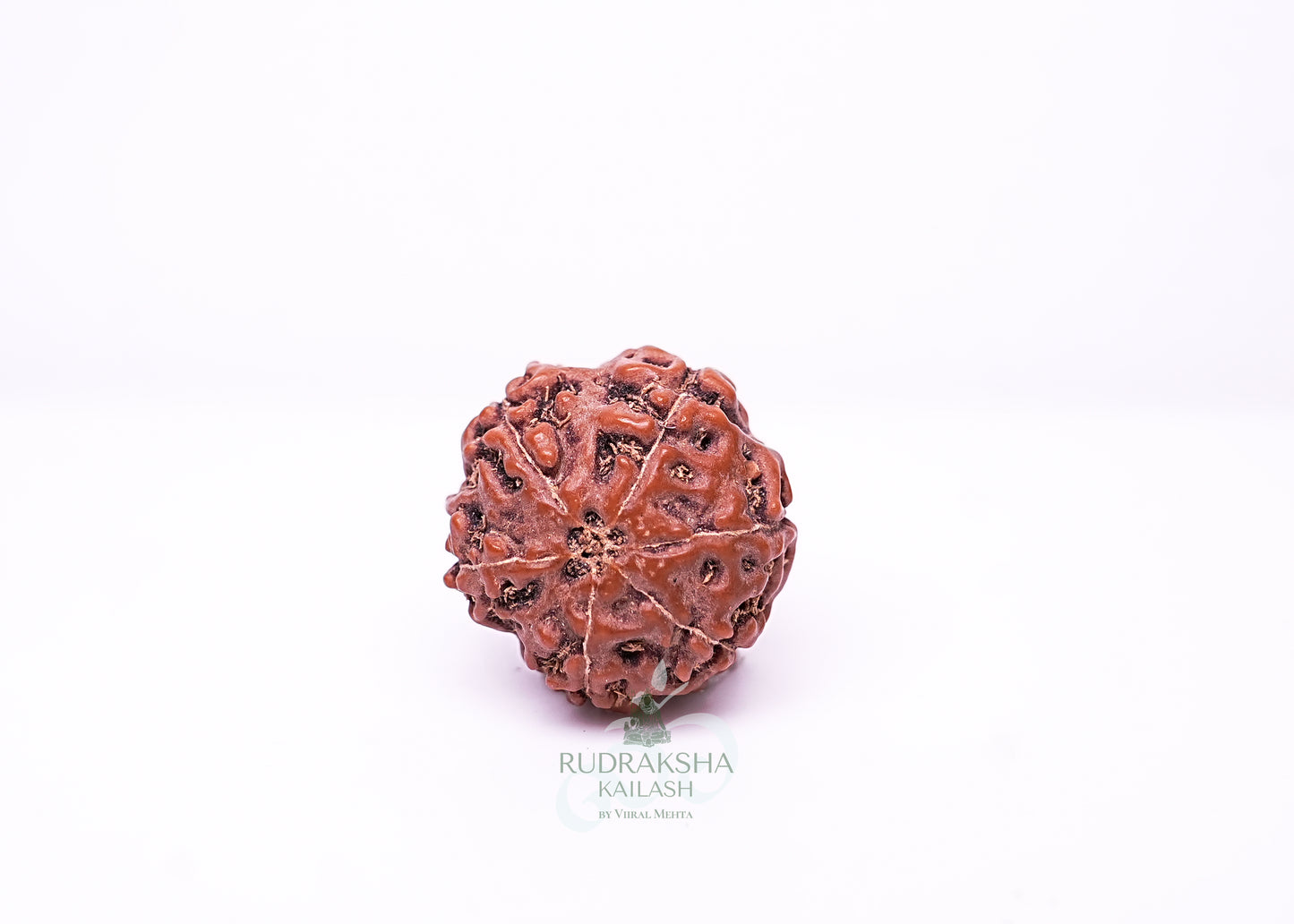 6 Mukhi Indonesian Rudraksha - 0614
