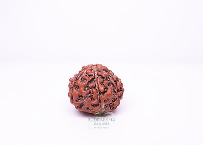 6 Mukhi Indonesian Rudraksha - 0614