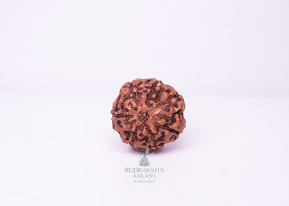 7 Mukhi Indonesian Rudraksha - 0701