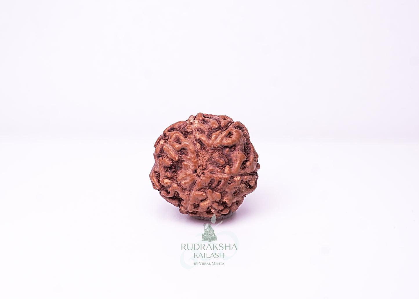 7 Mukhi Indonesian Rudraksha - 0701