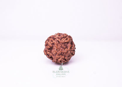 7 Mukhi Indonesian Rudraksha - 0701