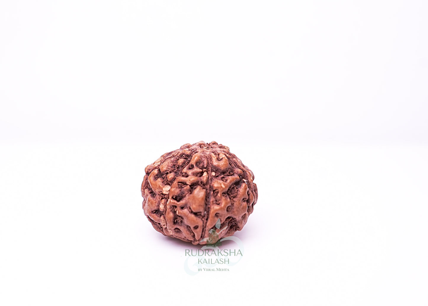 7 Mukhi Indonesian Rudraksha - 0701