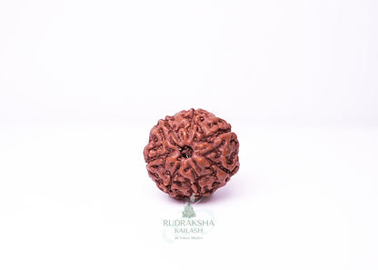7 Mukhi Indonesian Rudraksha - 0702