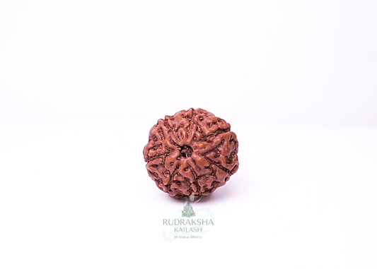 7 Mukhi Indonesian Rudraksha - 0702
