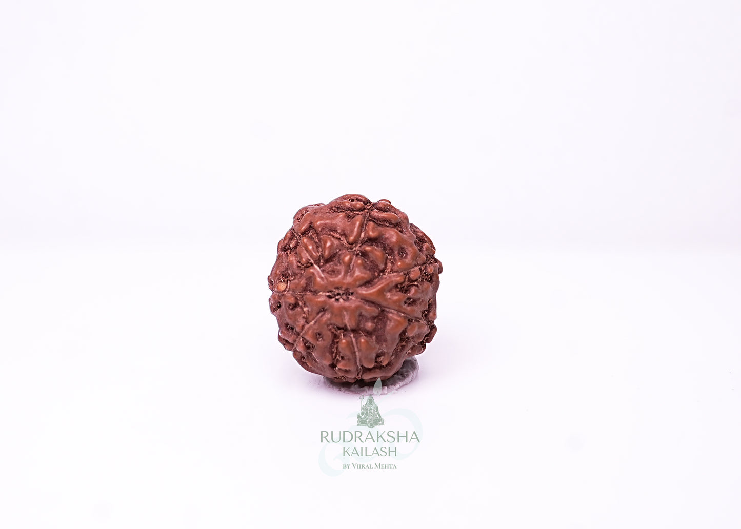 7 Mukhi Indonesian Rudraksha - 0702