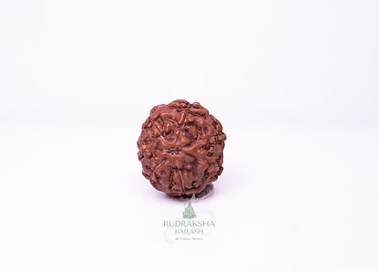 7 Mukhi Indonesian Rudraksha - 0702