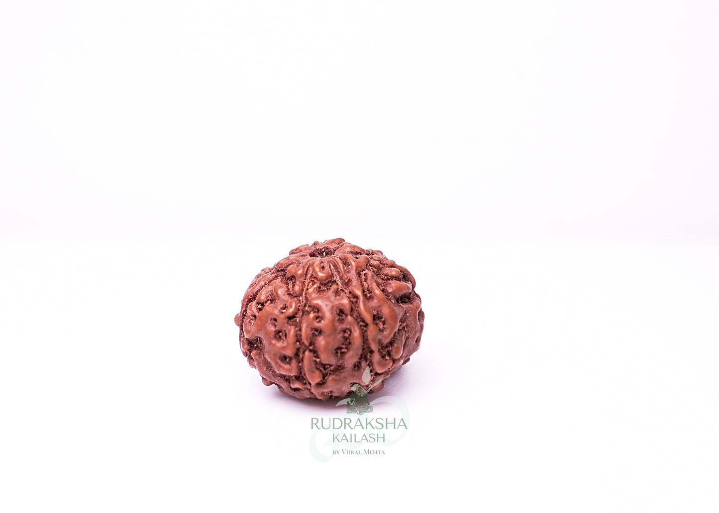 7 Mukhi Indonesian Rudraksha - 0702