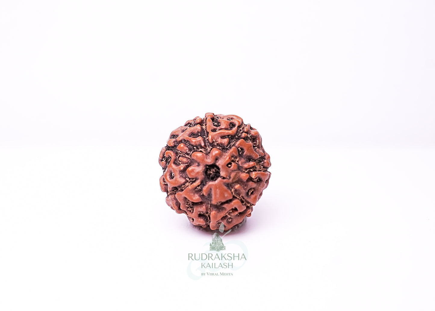 7 Mukhi Indonesian Rudraksha - 0703