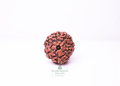 7 Mukhi Indonesian Rudraksha - 0703
