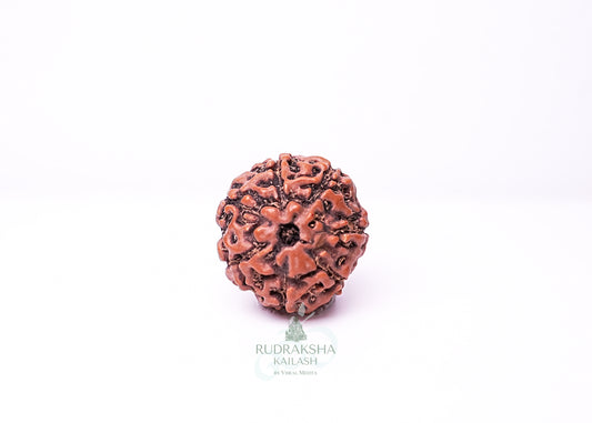 7 Mukhi Indonesian Rudraksha - 0703