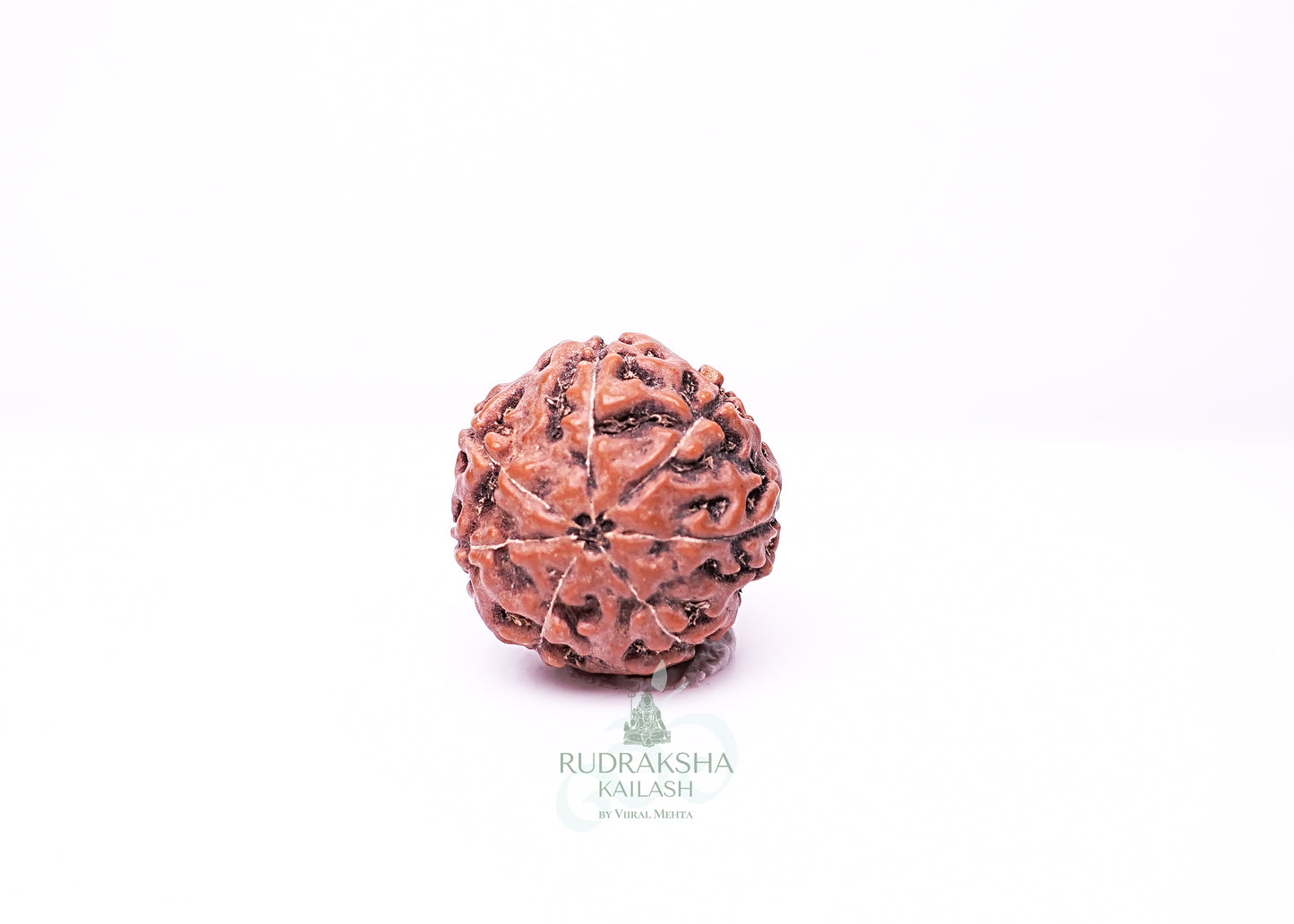 7 Mukhi Indonesian Rudraksha - 0703