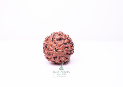 7 Mukhi Indonesian Rudraksha - 0703