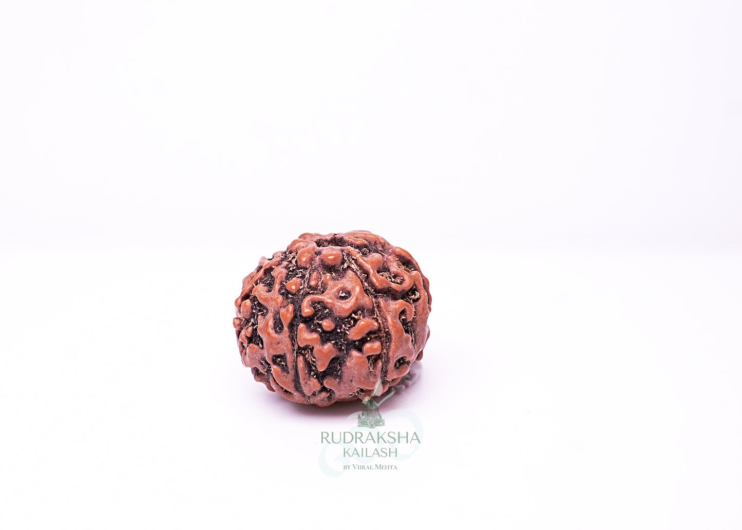 7 Mukhi Indonesian Rudraksha - 0703