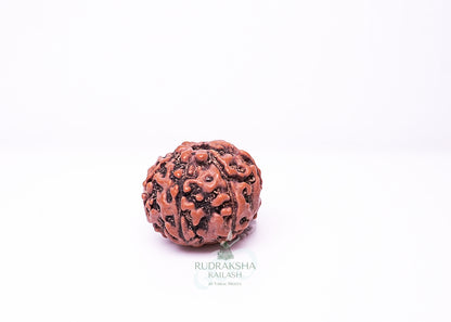 7 Mukhi Indonesian Rudraksha - 0703