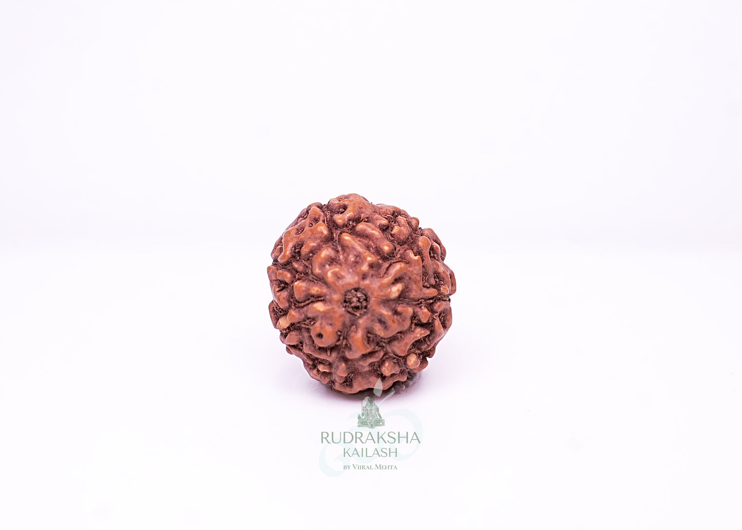 7 Mukhi Indonesian Rudraksha - 0704