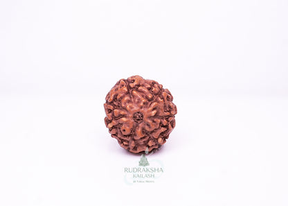 7 Mukhi Indonesian Rudraksha - 0704