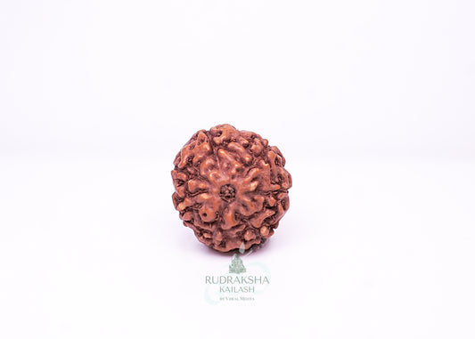 7 Mukhi Indonesian Rudraksha - 0704