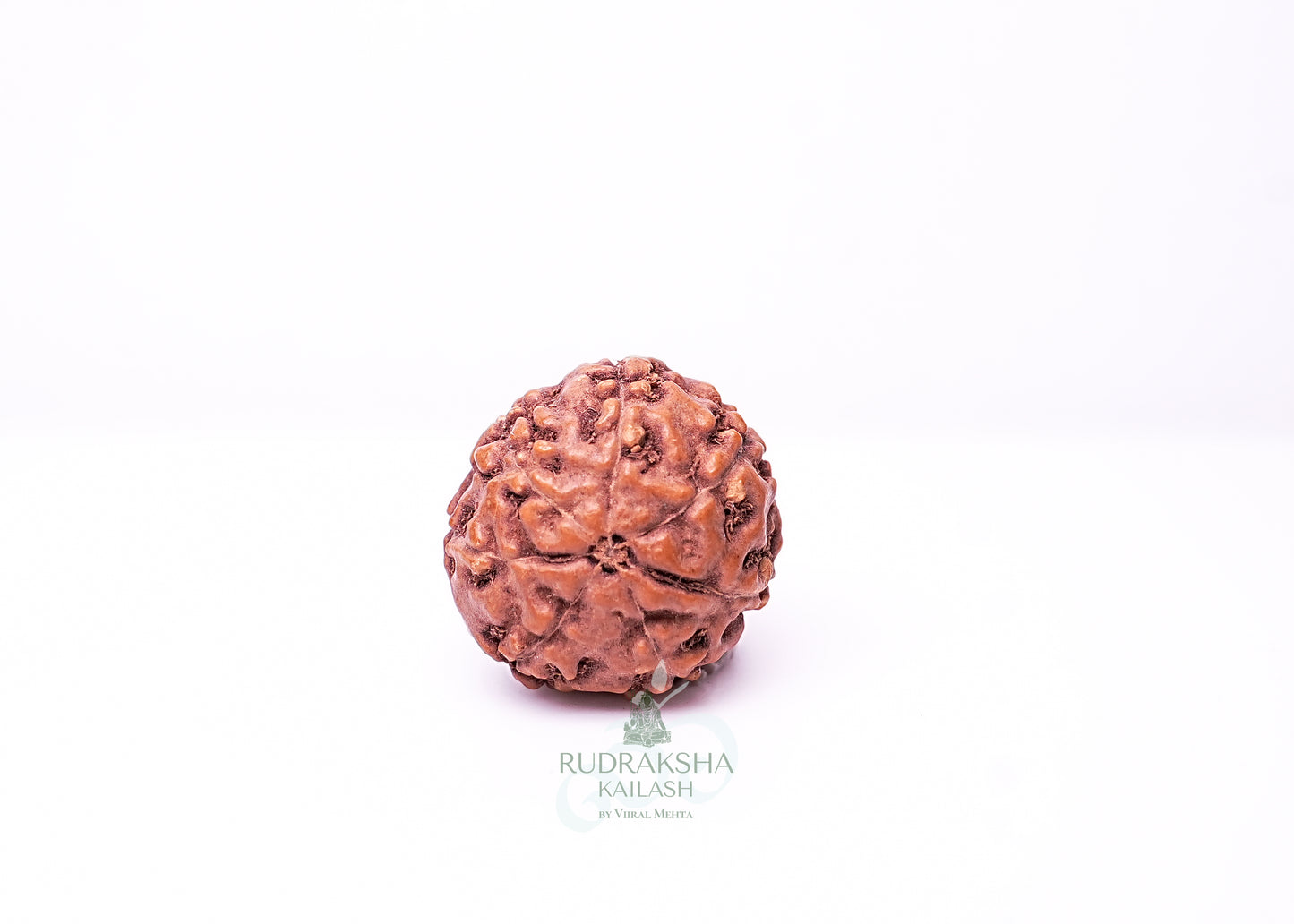 7 Mukhi Indonesian Rudraksha - 0704