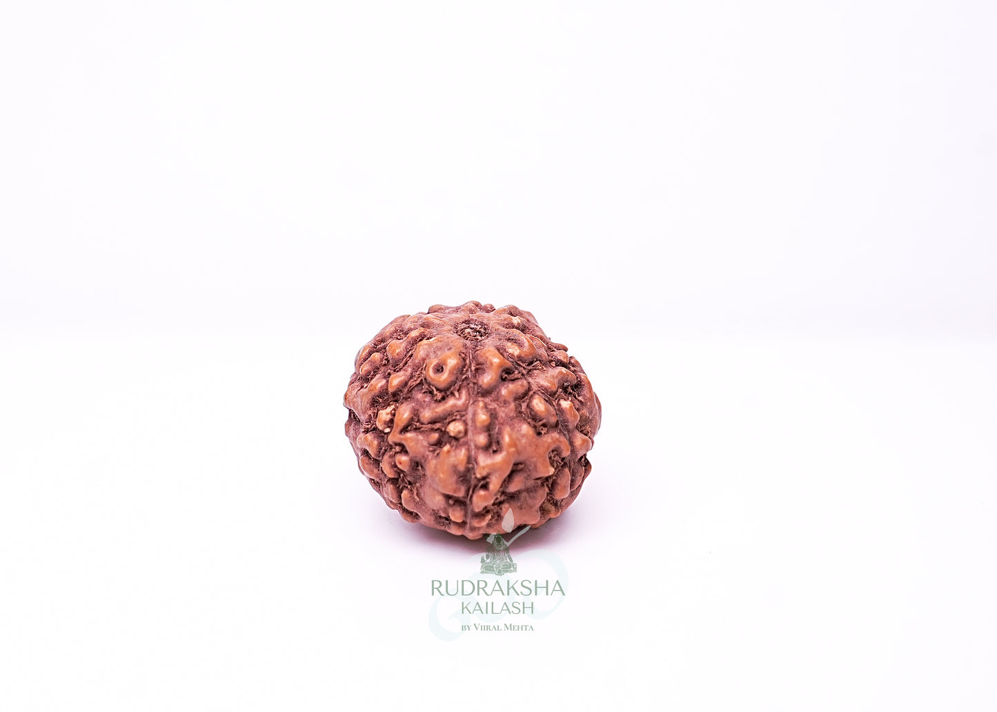 7 Mukhi Indonesian Rudraksha - 0704