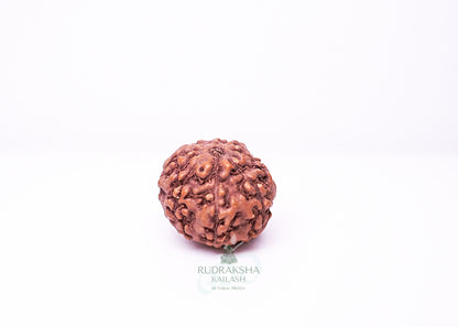7 Mukhi Indonesian Rudraksha - 0704