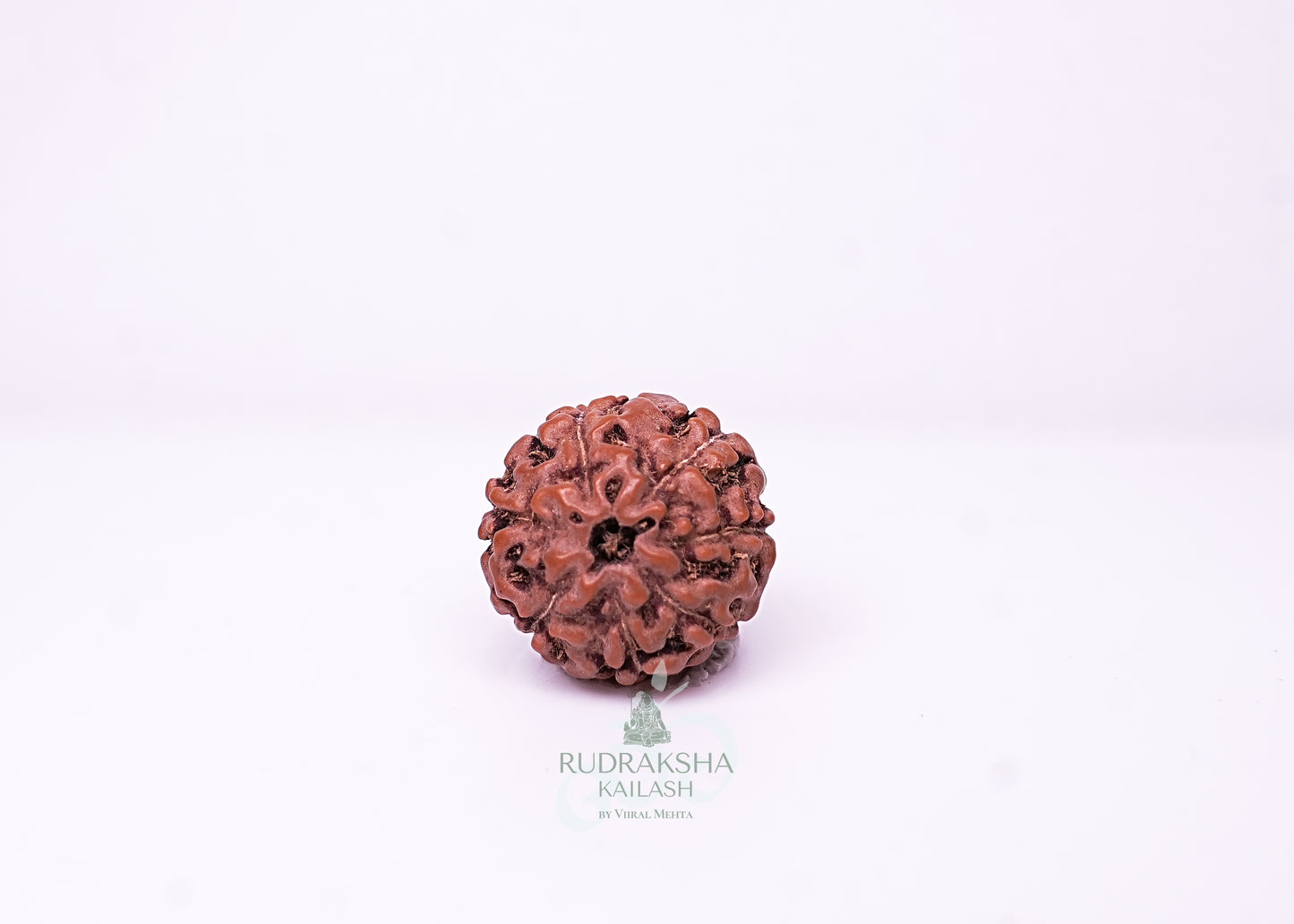 7 Mukhi Indonesian Rudraksha - 0705