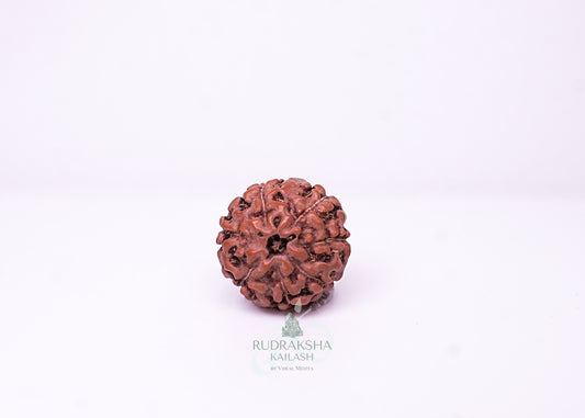 7 Mukhi Indonesian Rudraksha - 0705