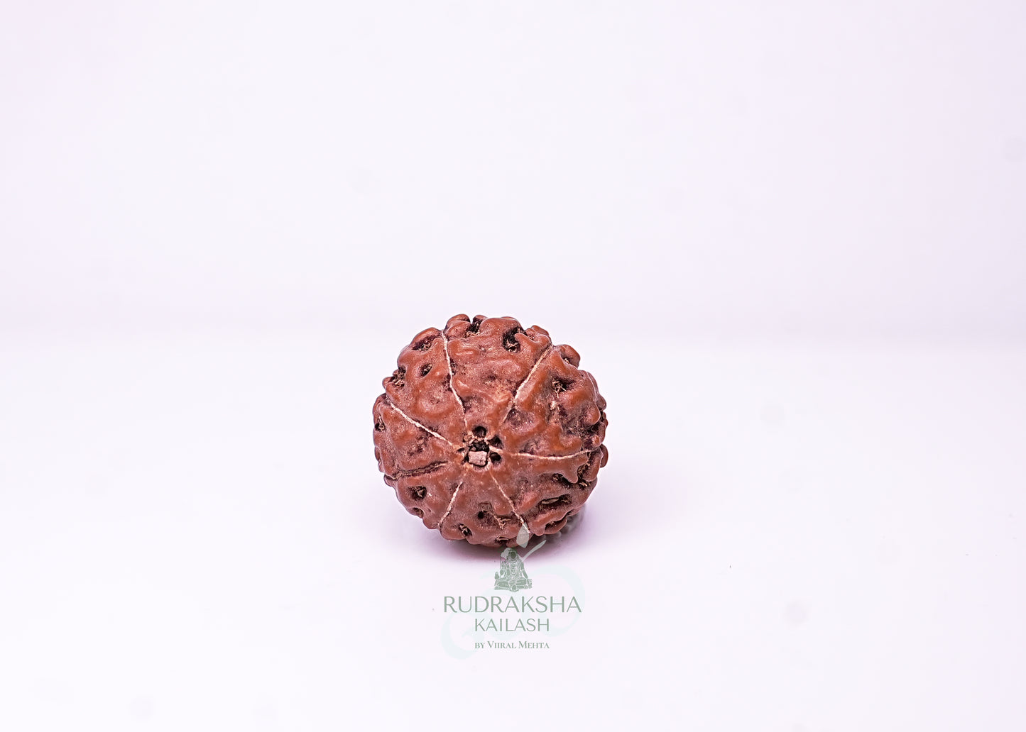 7 Mukhi Indonesian Rudraksha - 0705