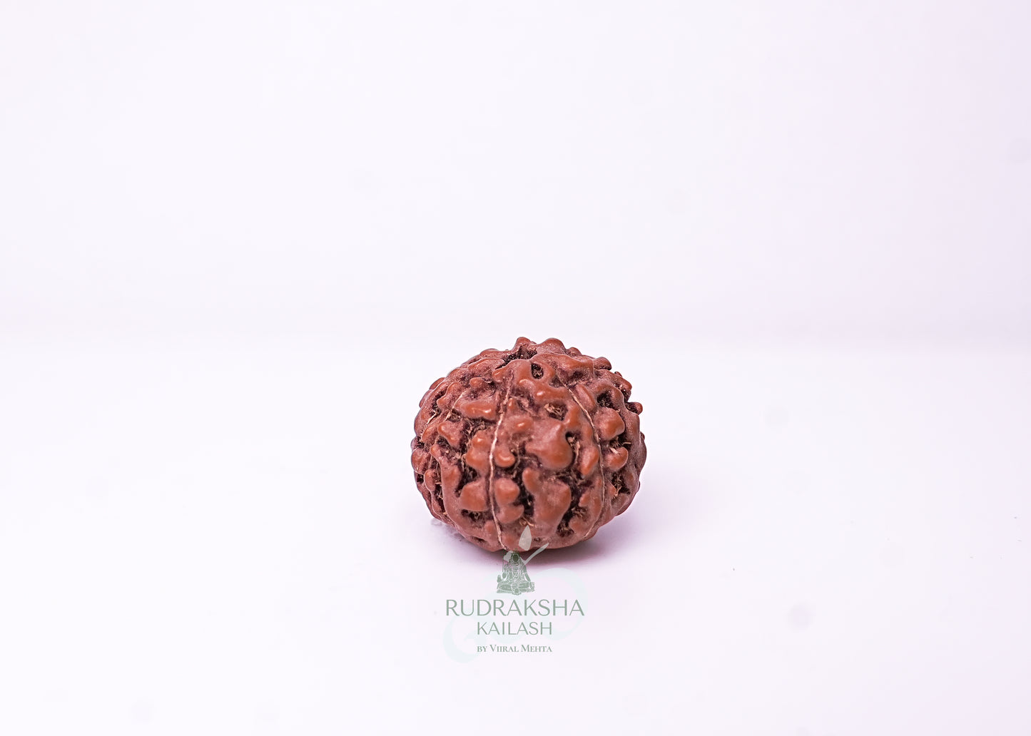 7 Mukhi Indonesian Rudraksha - 0705