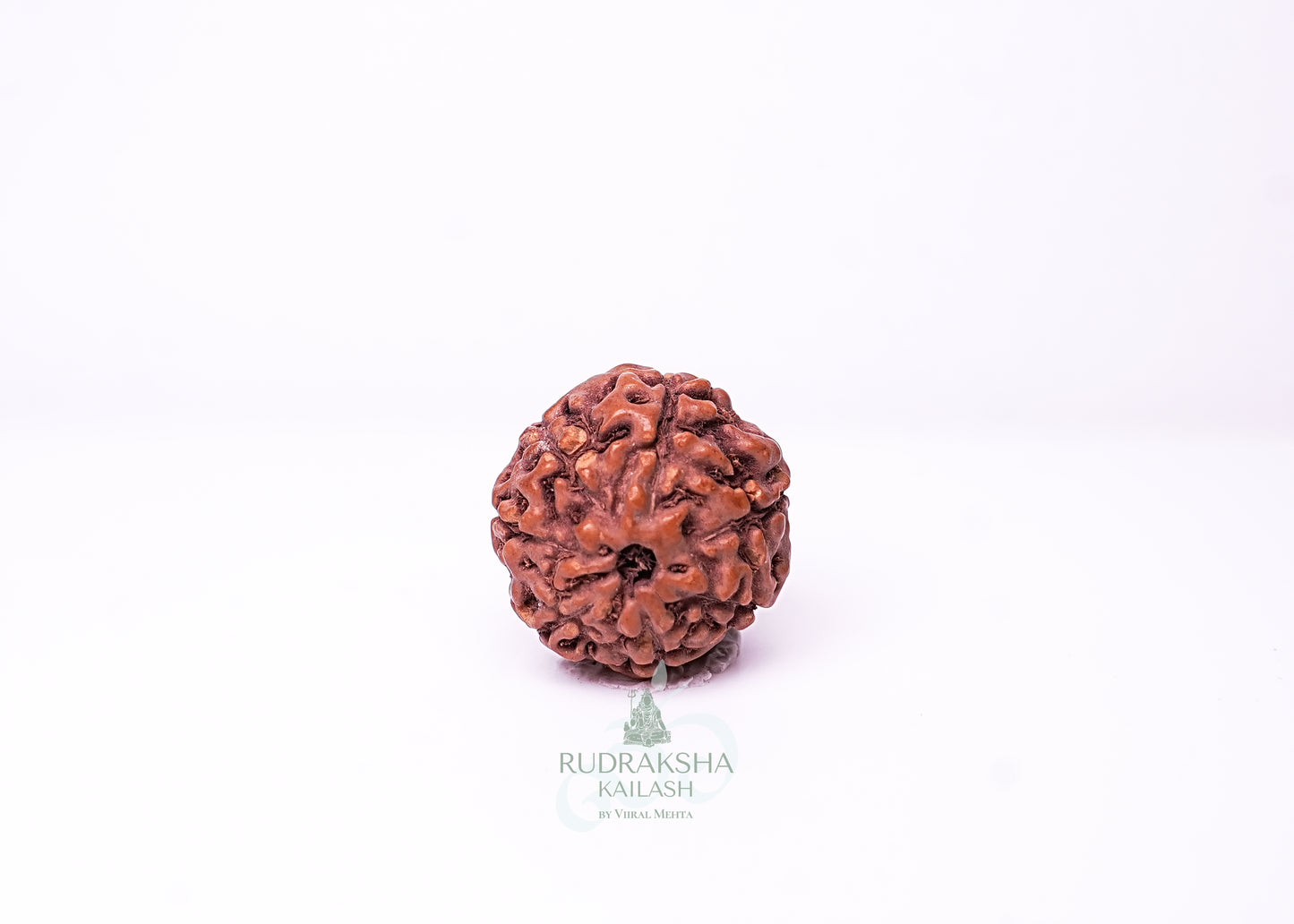 7 Mukhi Indonesian Rudraksha - 0706