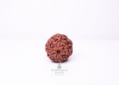 7 Mukhi Indonesian Rudraksha - 0706