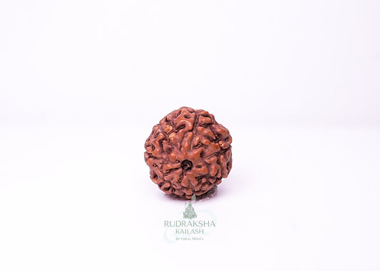 7 Mukhi Indonesian Rudraksha - 0706