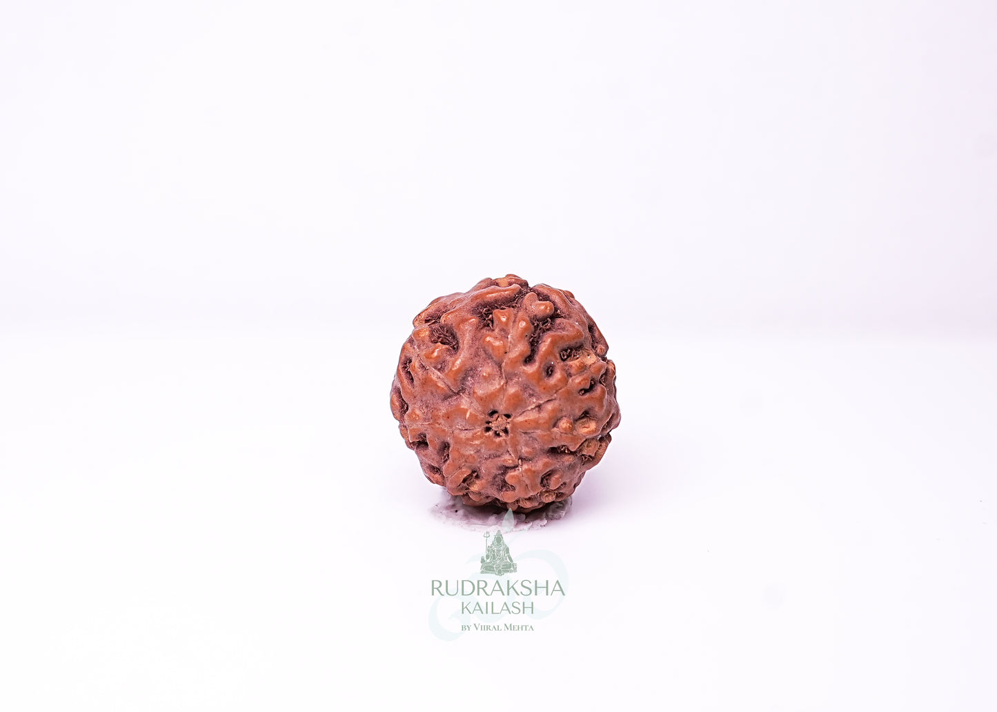 7 Mukhi Indonesian Rudraksha - 0706