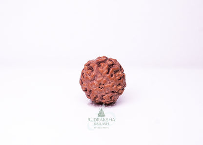 7 Mukhi Indonesian Rudraksha - 0706