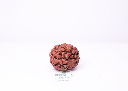 7 Mukhi Indonesian Rudraksha - 0706